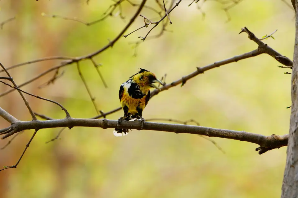 Barbet.jpg
