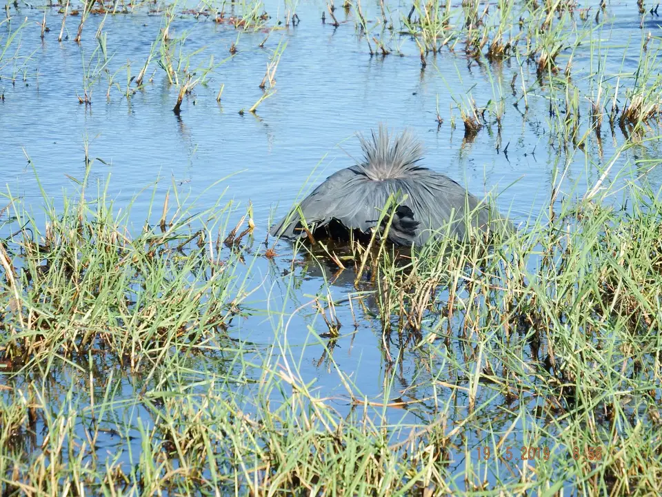 BlackHeron.JPG