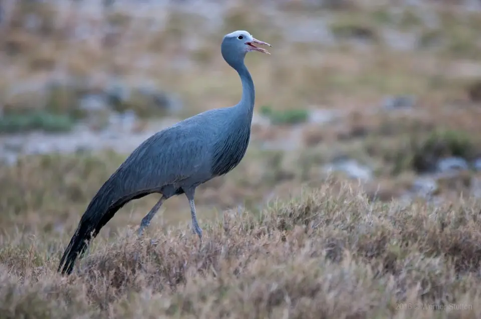 Blaukranich.jpg