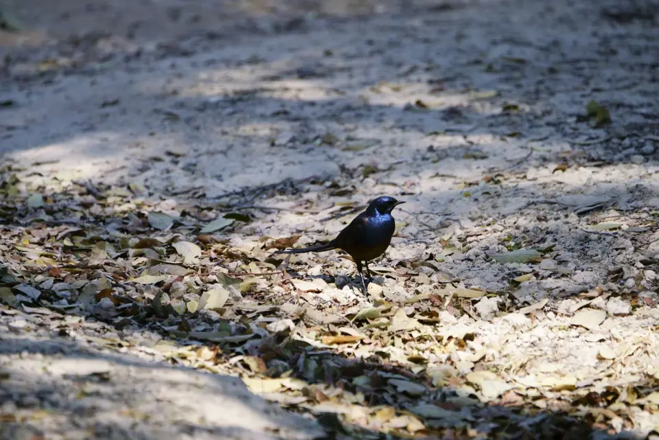 Blue-earedStarling.JPG