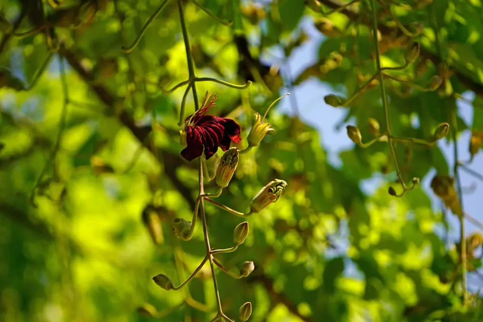 BlütenLeberwurstbaum.JPG