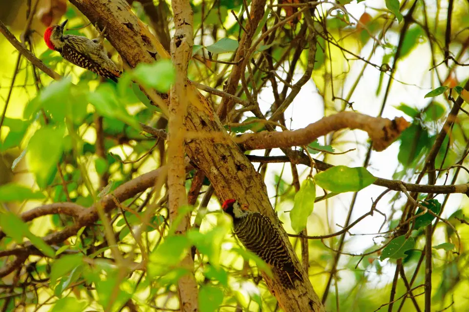 Cardinalwoodpecker.jpg