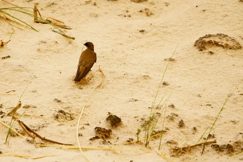 Europ.Uferschwalbe(Sandmartin).JPG