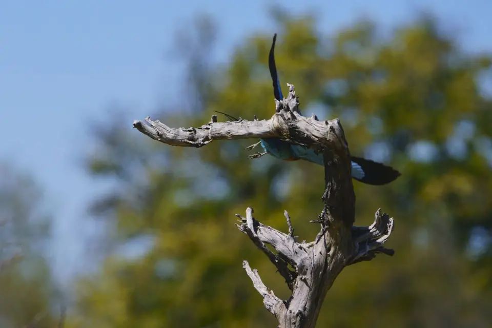 Gabelrackenabflug.JPG