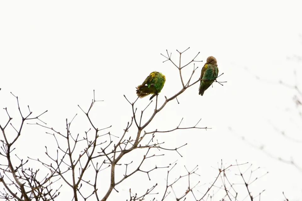 Goldbugpapageien(Meyer'sParrots).JPG