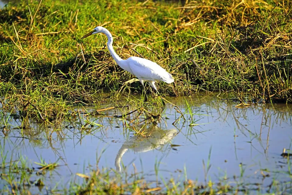 Greategret.JPG
