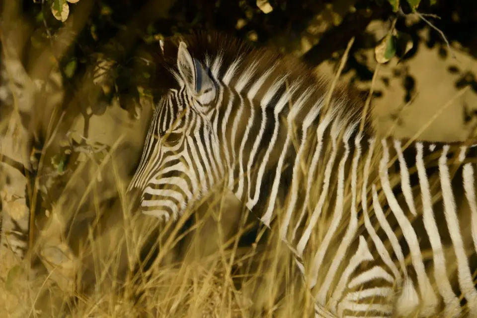 GutgetarntesZebra.JPG