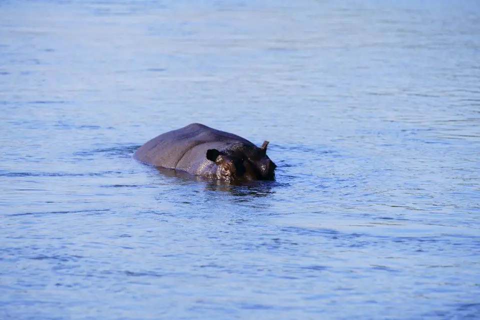 Hippo.JPG