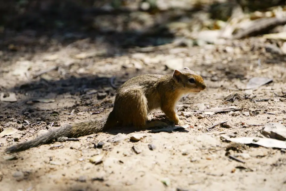 Hörnchen.JPG