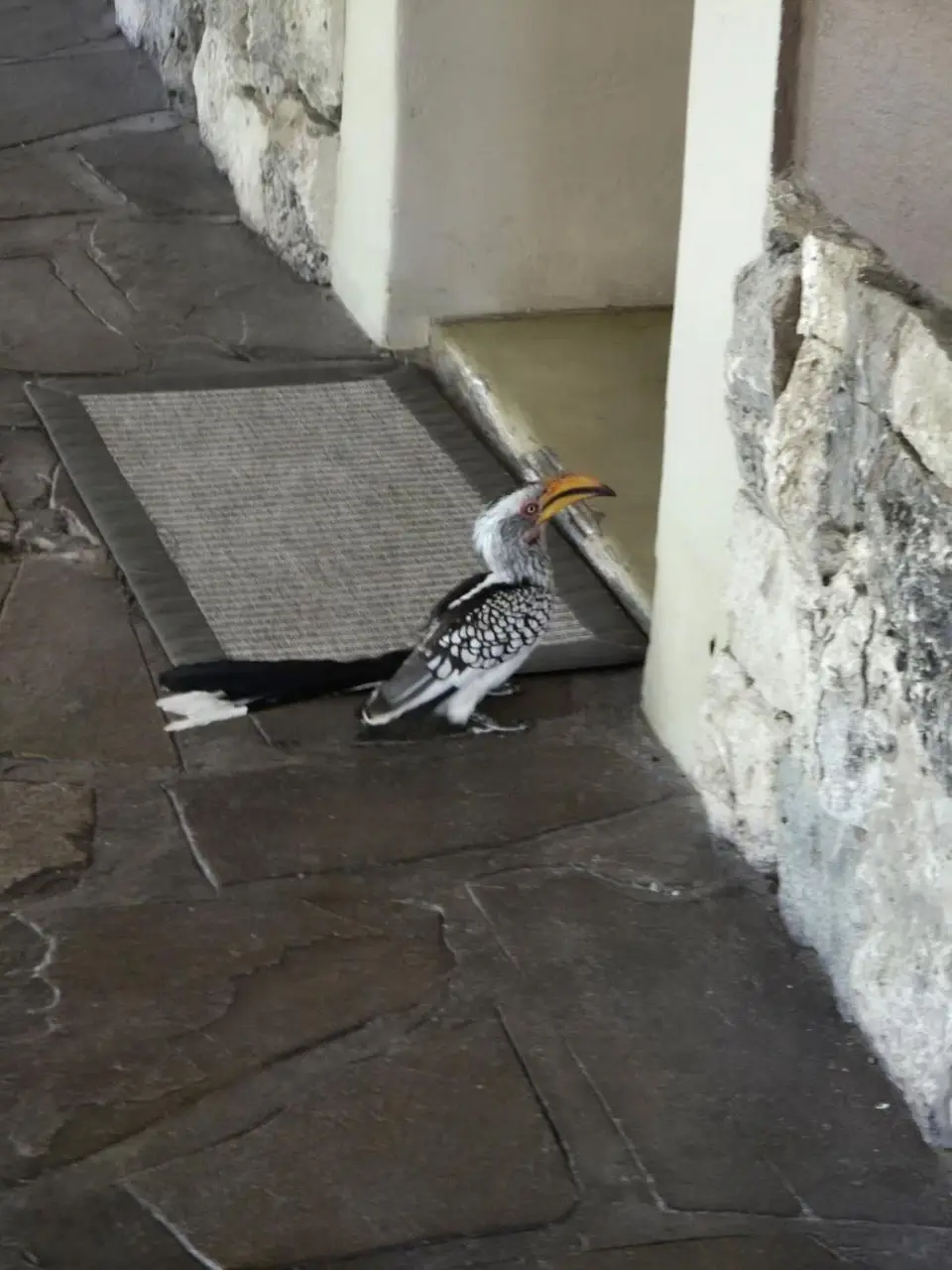 IMG_4619.jpeg