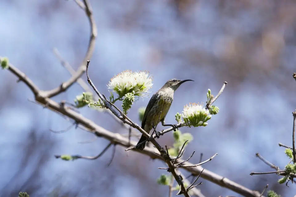 Maricosunbirdfemale.JPG