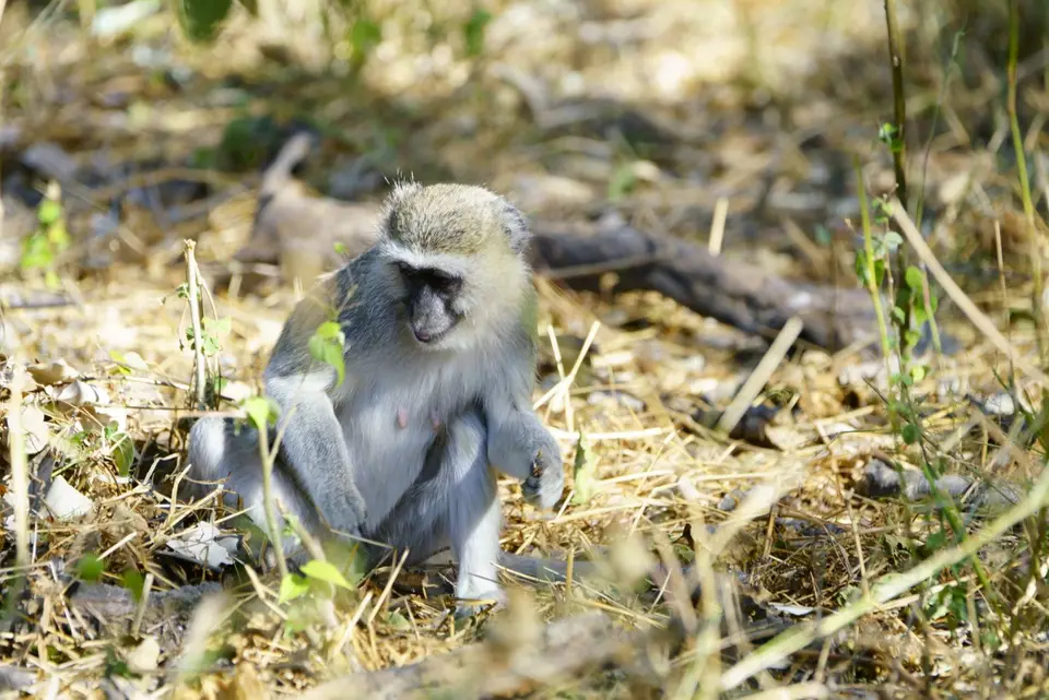MeerkatzebeiFuttersuche.JPG