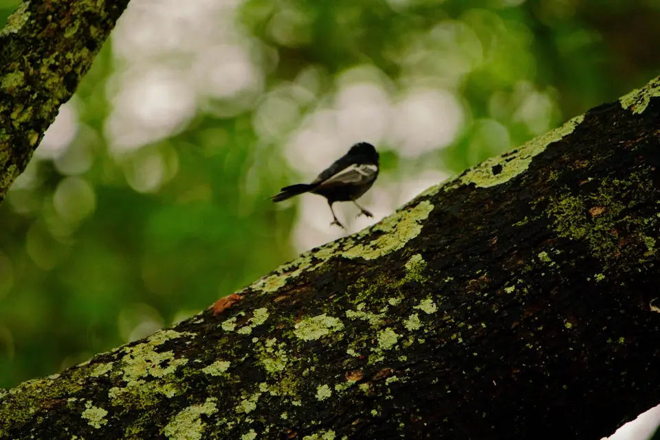 Mohrenmeise(Southernblacktit).JPG