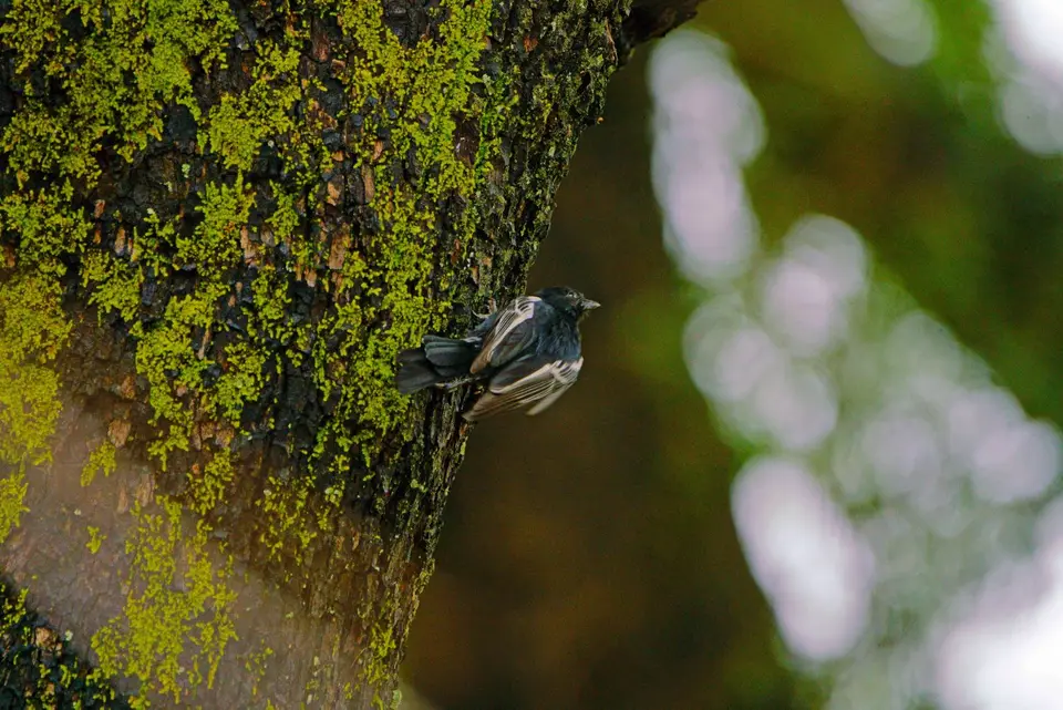 Mohrenmeise6.JPG