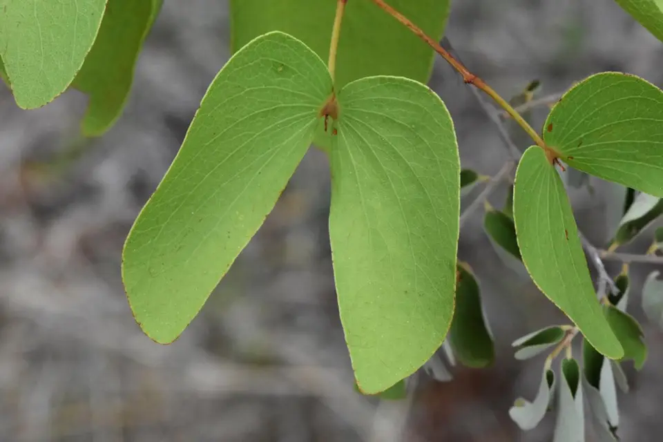 Mopane.JPG
