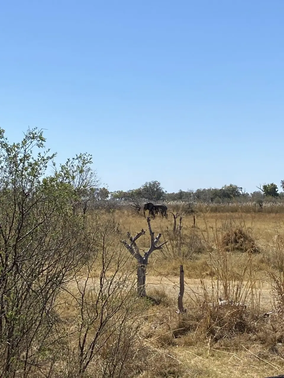 Moremi.jpg