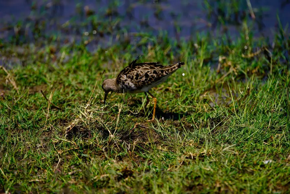 PectoralSandpiper.JPG