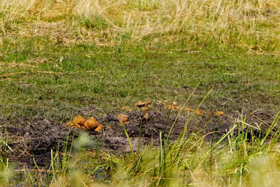 Pratincole2.JPG