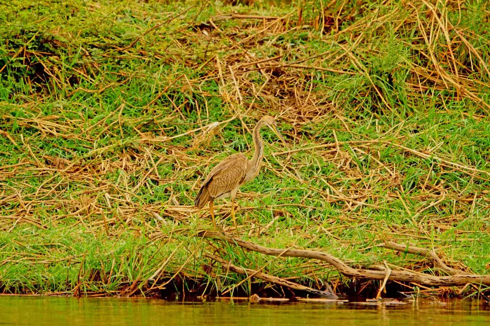 Purpleheron.JPG