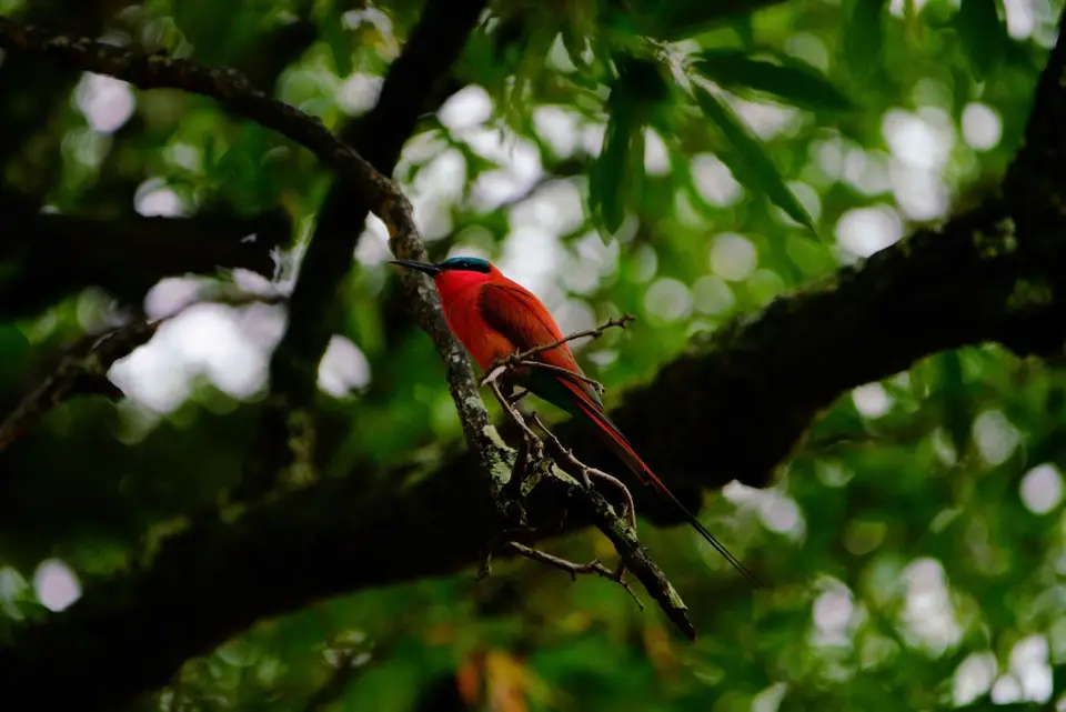 Scharlachspint(Carminbee-eater).JPG