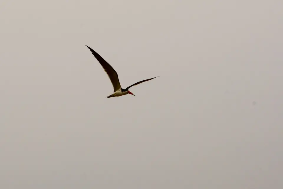 SkimmerimFlug2.JPG