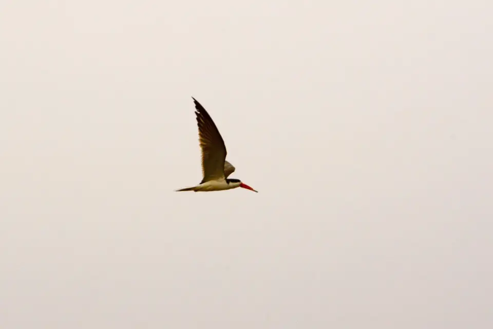 SkimmerimFlug3.JPG