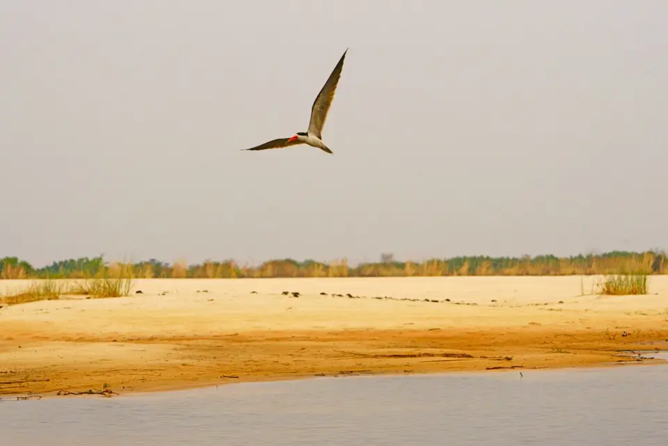 SkimmerimFlug8.JPG