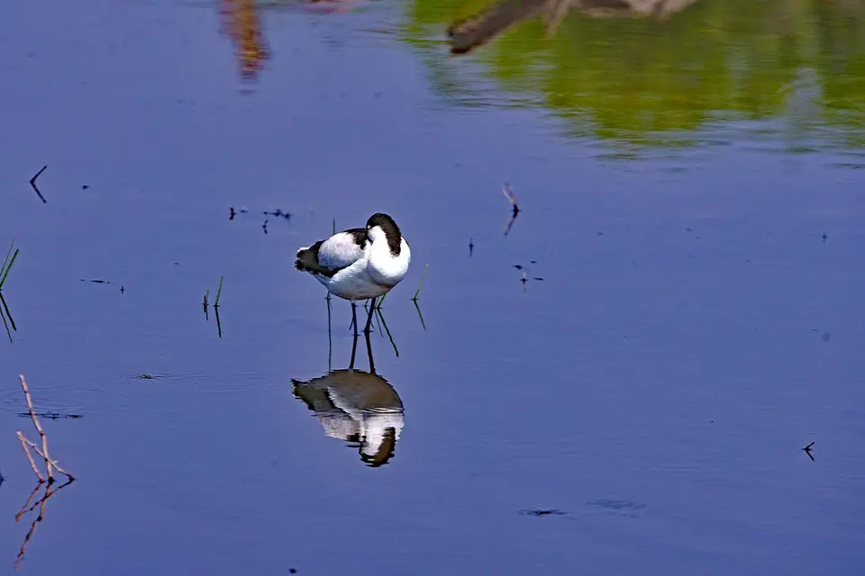 SäbelschnäblerPiedAvocet-2.JPG