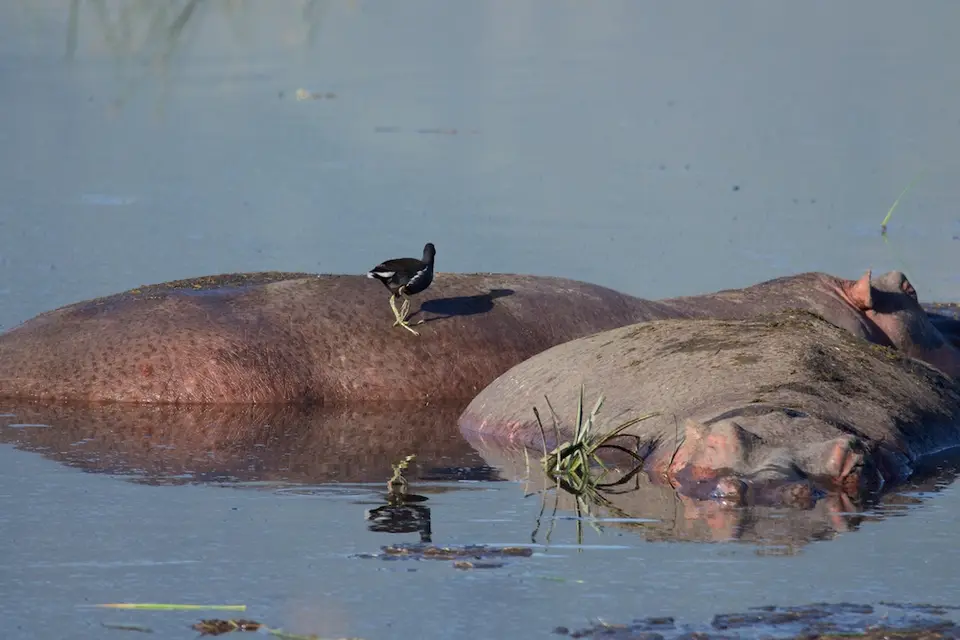 VogelanFlußpferd.jpg