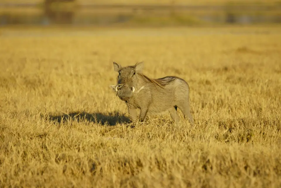 Warzenschwein1.JPG