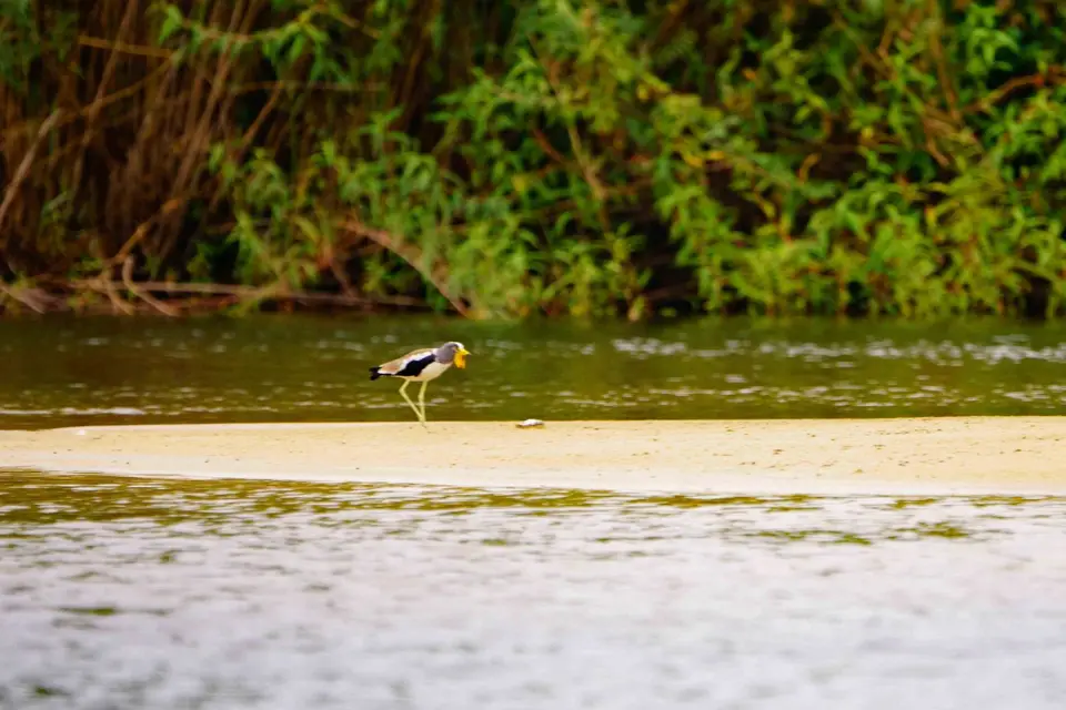 White-crownedlapwing.JPG