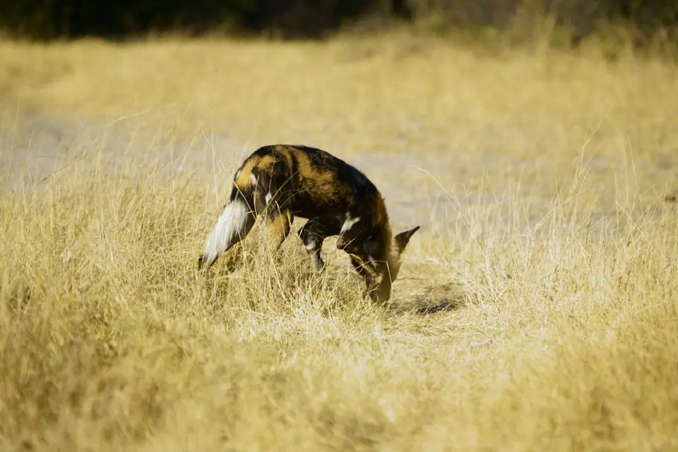 Wildhund2.JPG