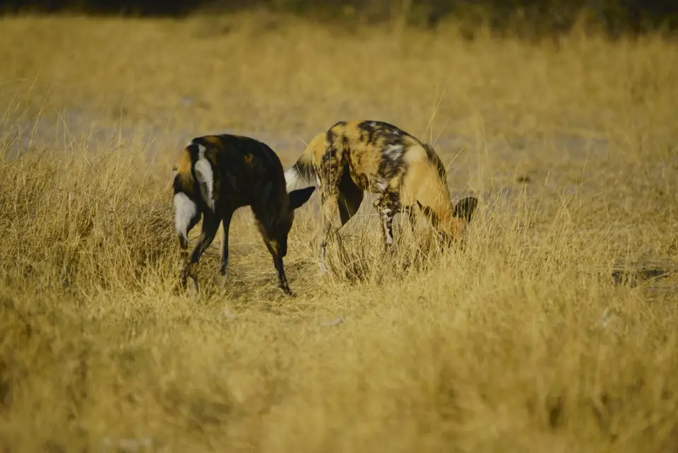 Wildhunde2.JPG