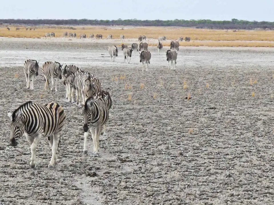 Zebrakolonne.jpg