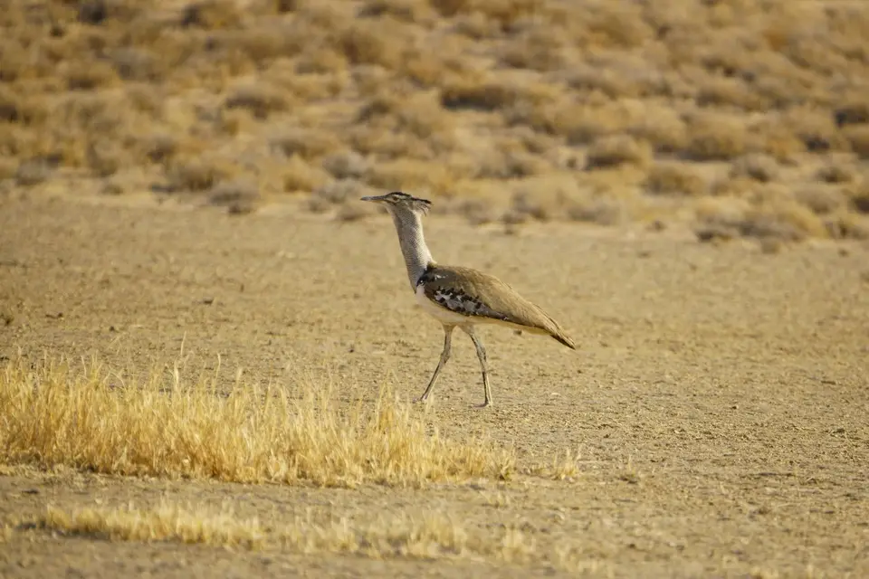 _DSC1303.JPG