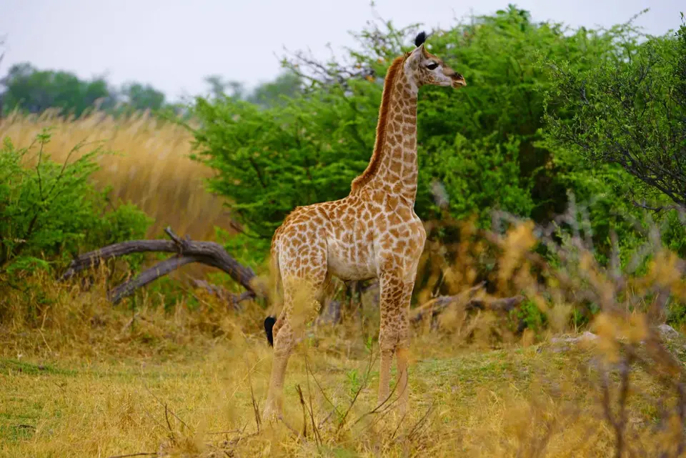 _DSC2589.JPG