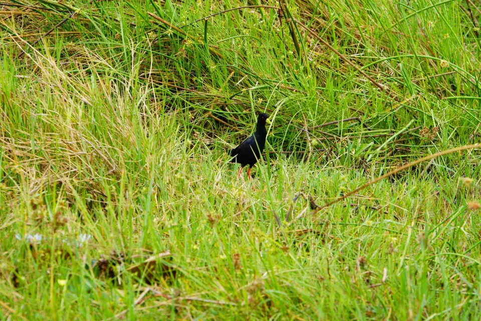 _DSC2600.jpg
