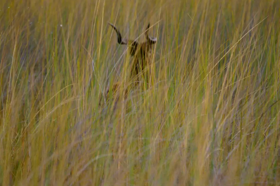 _DSC2780.JPG