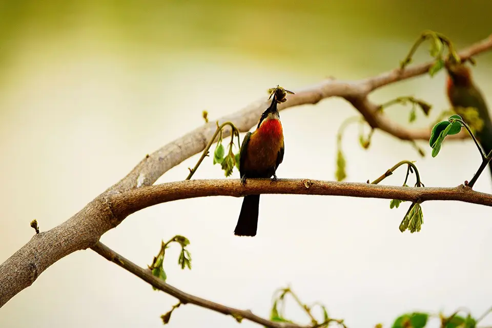 _DSC2935_1.jpg