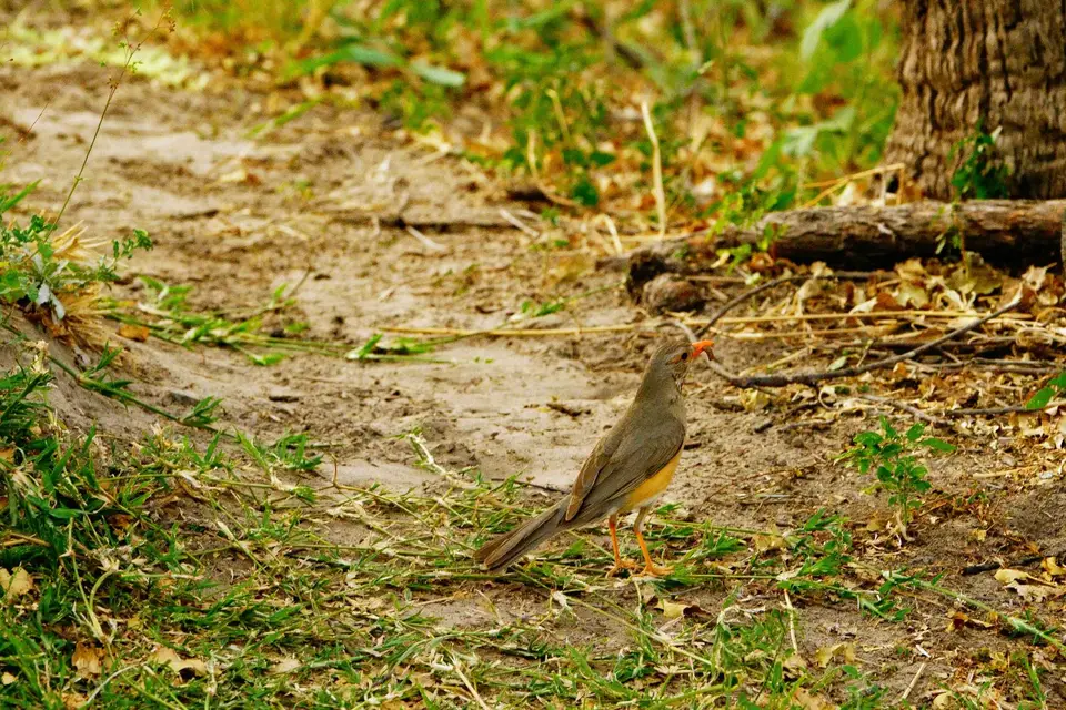 _DSC3908.JPG
