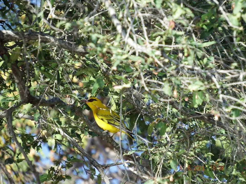 africangoldenoriole.JPG
