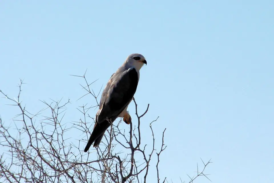 black-shoulderedkite.jpg
