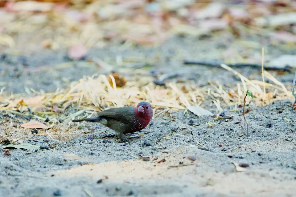 einzelnerbrownfirefinch.jpg