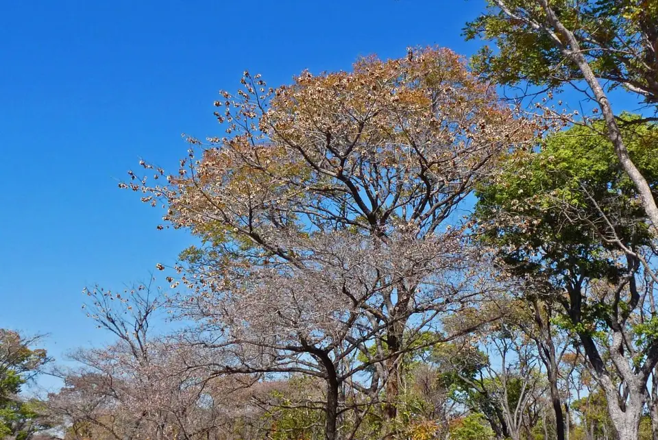 hc058681.JPG