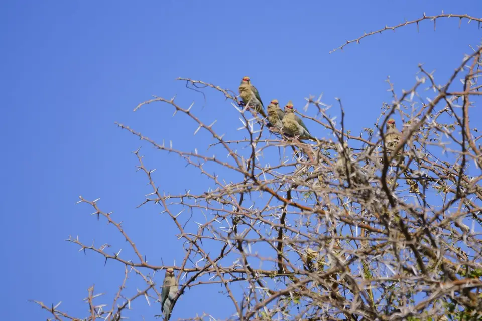 redfacedmousebirdsunscharf.JPG