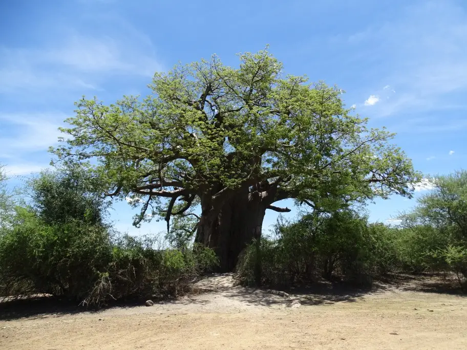 Baobab.jpg