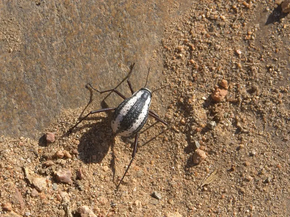 Stenocara_gracilipes_1-2.jpg