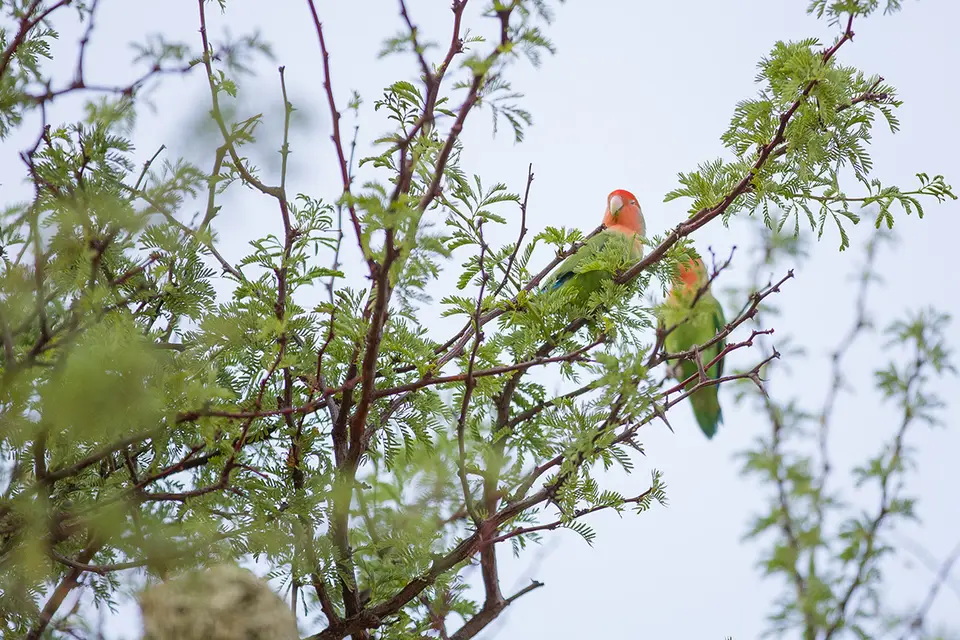 h0c91547.jpg