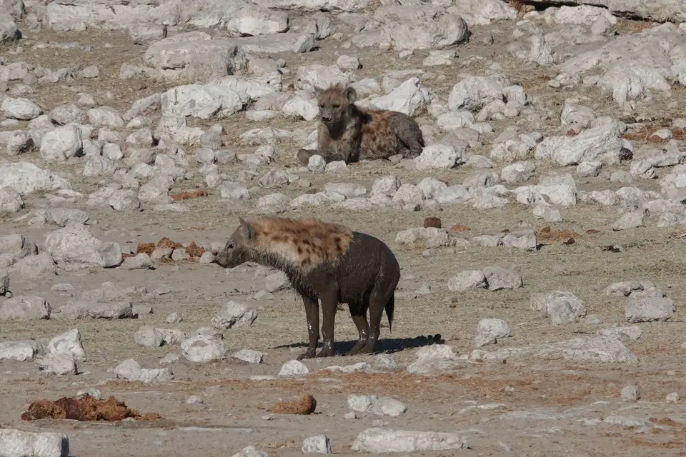 DSC07017-1.jpg