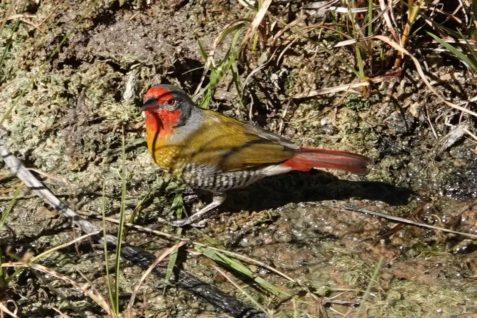 DSC10139.jpg